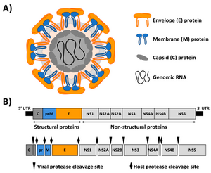 Zika-Virus