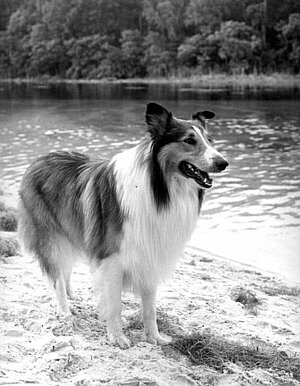 Hund Lassie