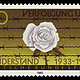 Weiße Rose